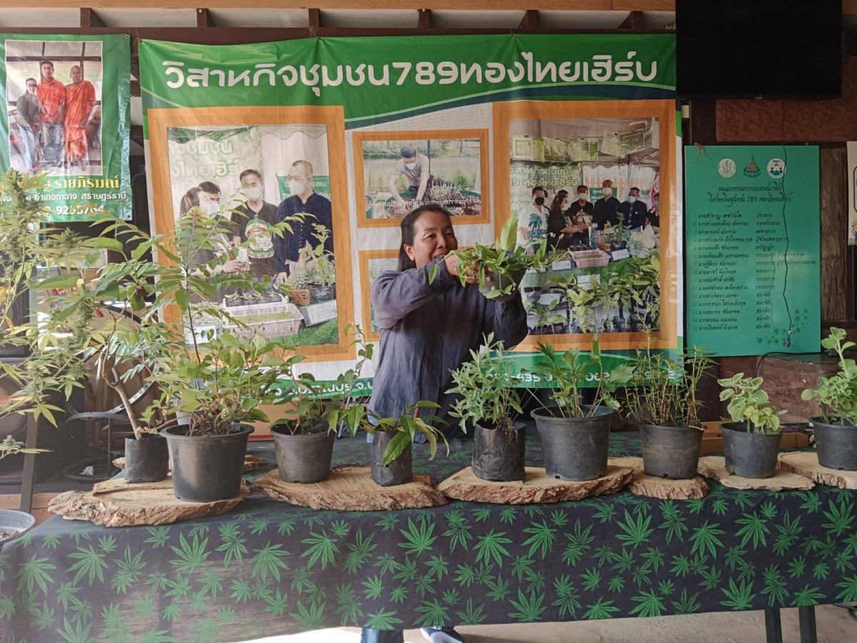 กลุ่มวิสาหกิจชุมชน 789 ทองไทยเฮริ์บ