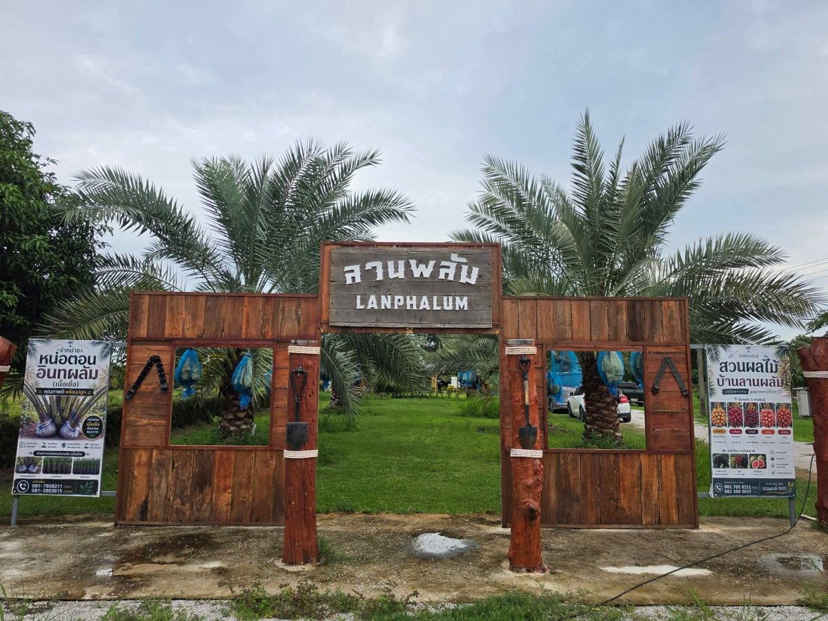 ลานผลัม (บ้านเพชรไพรวัลย์)
