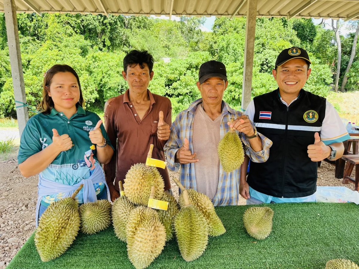 สวนทุเรียนแปลงใหญ่บ้านเขาจ้าว