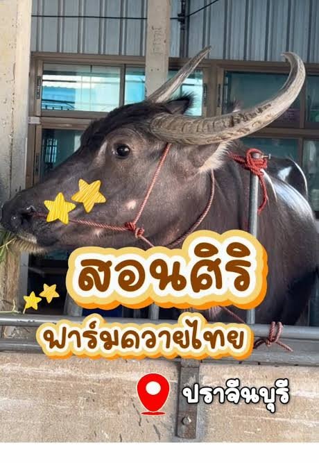 สอนศิริฟาร์มควายไทย