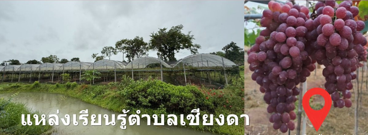 สวนองุ่นอันดา
