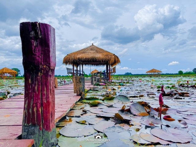 บึงบัววัดบ้านใหม่โคกเจริญ