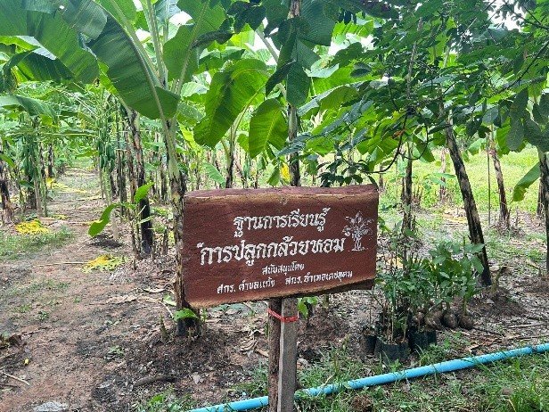 ฐานเรียนรู้การปลูกกล้วยหอมทอง