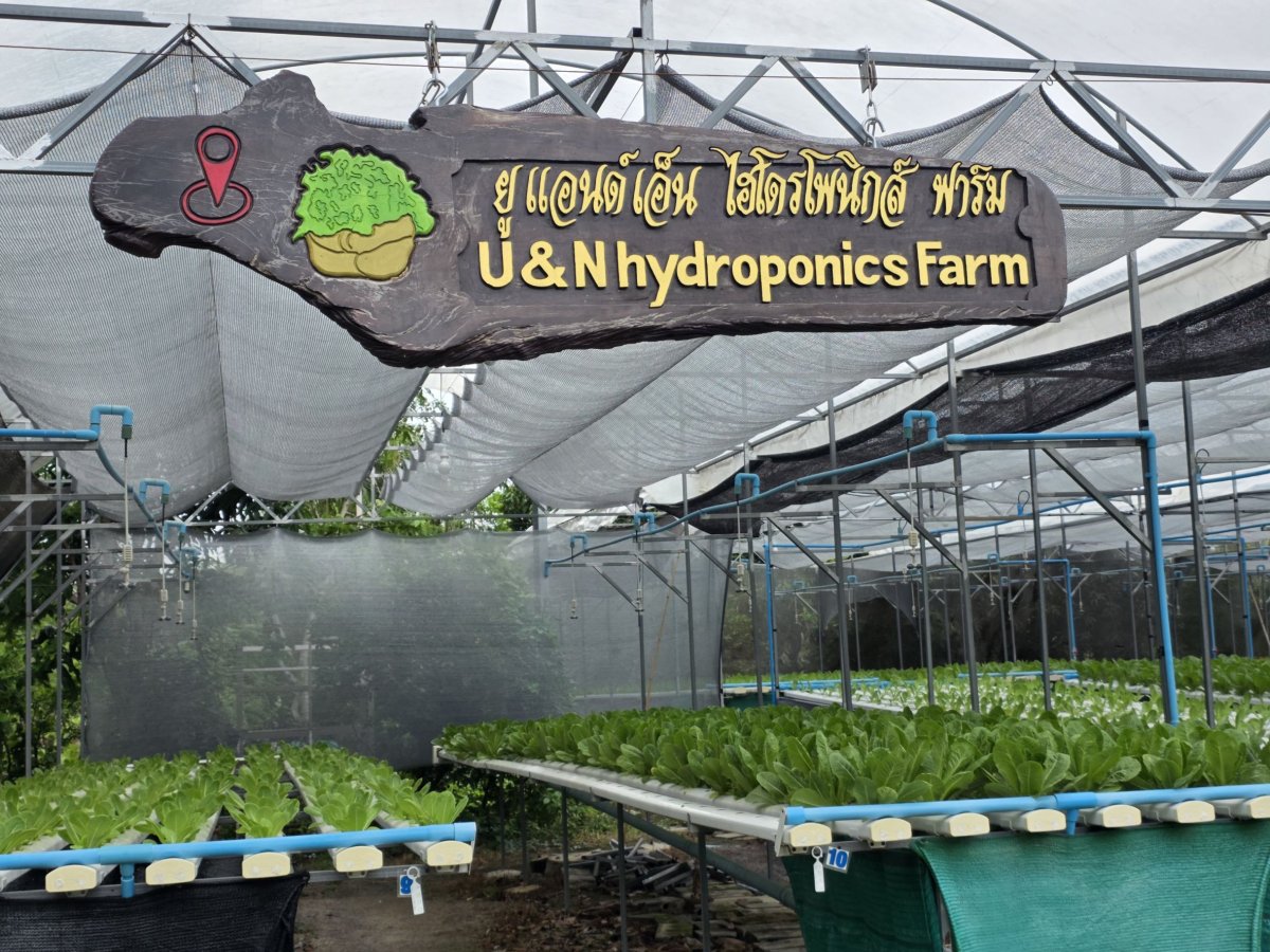 ยูแอนด์เอ็น ไฮโดรโพนิกส์ ฟาร์ม (U&N Hydroponics Farm)