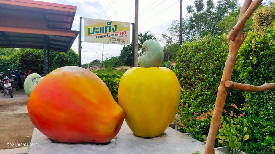การแปรรูปเม็ดมะม่วงหิมพานต์