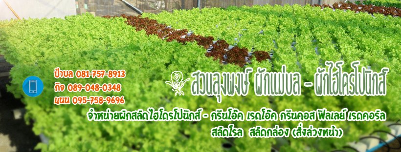 สวนลุงพงษ์ ผักแม่บล - ไฮโดรโปนิกส์ฟาร์ม กาญจนบุรี
