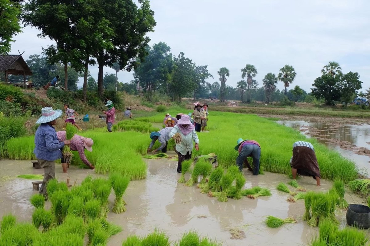 กลุ่มวิสาหกิจชุมชนธนาคารข้าวบ้านหนองมะสังข์ - ฅนเกี่ยวข้าว