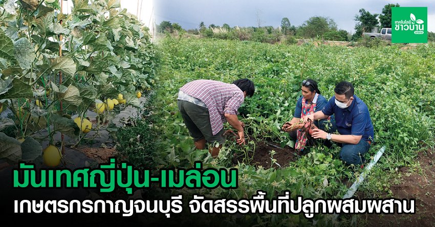 วิสาหกิจชุมชนกล้วยหอมทองและมันเทศญี่ปุ่น และเมล่อนกล้วยหอมทอง แปรรูปมันเทศญี่ปุ่น
