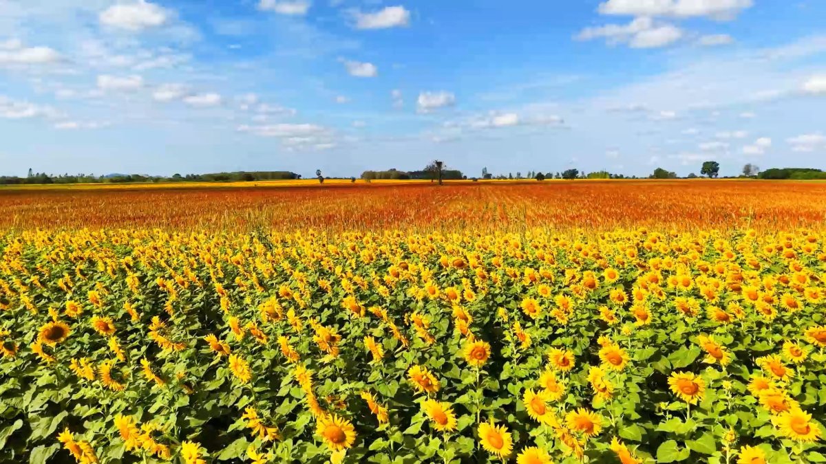 ทุ่งทานตะวันไร่ผู้ใหญ่ทอม