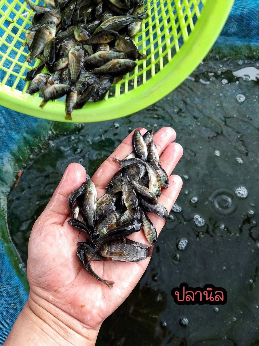 ลำไพ พันธุ์ปลา