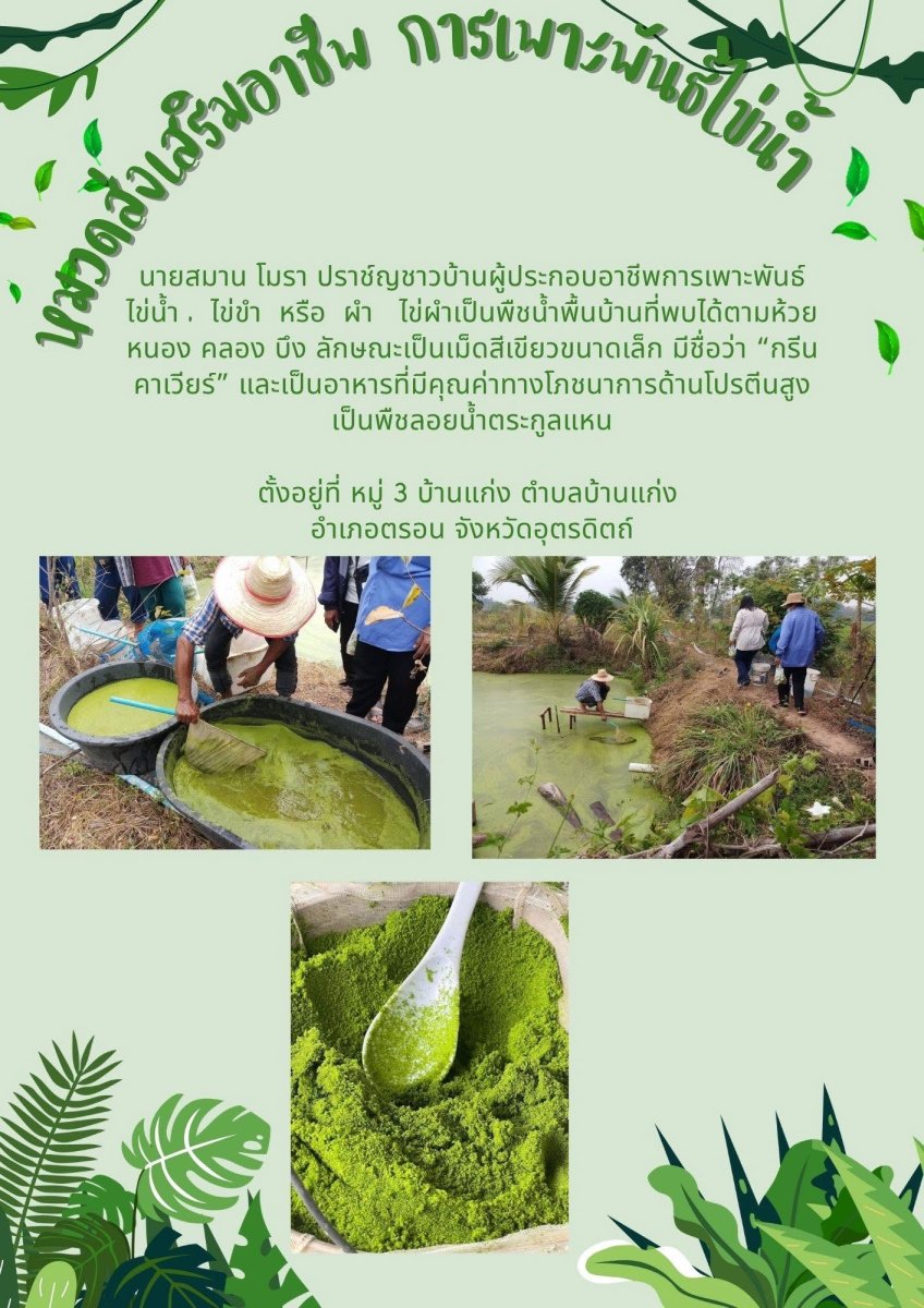 สวนไข่น้ำลุงสมาน(ผำ)