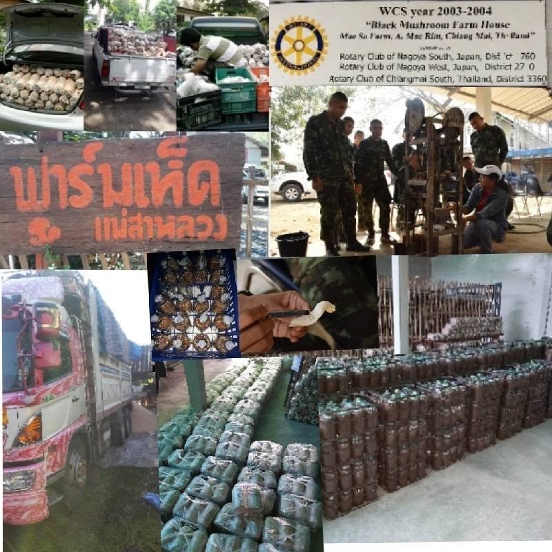ฟาร์มเห็ดแม่สาหลวง