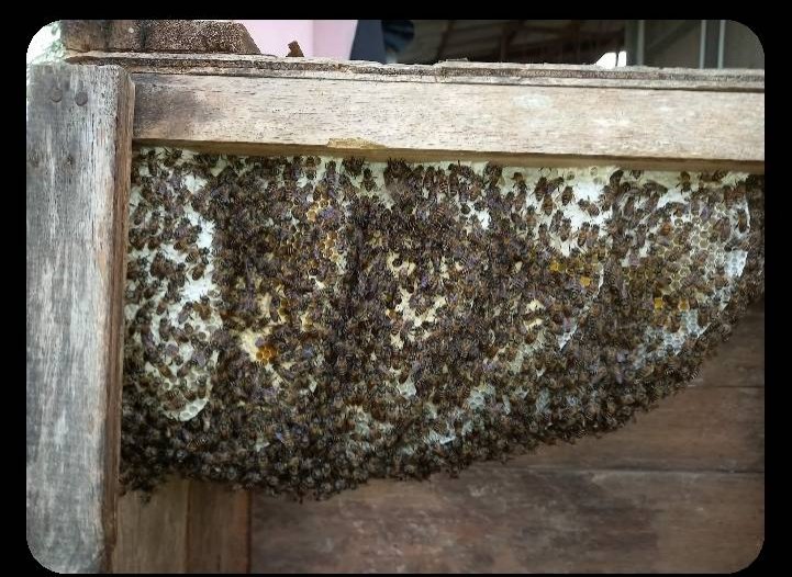 ศูนย์เศรษฐกิจพอเพียงพัฒนาการเกษตรและทฤษฎีใหม่บ้านนายาว