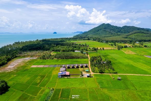 ทุ่งนาข้าวโบราณ