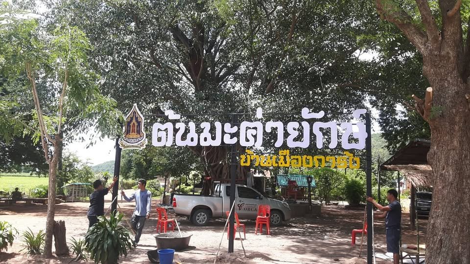 ต้นมะค่าโมงยักษ์