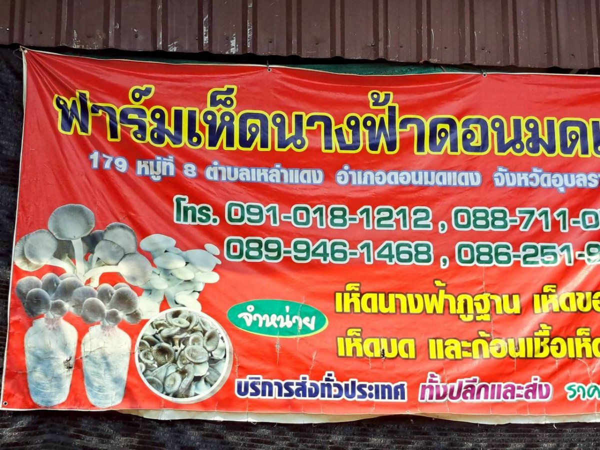 ฟาร์มเห็ดนางฟ้าดอนมดแดง