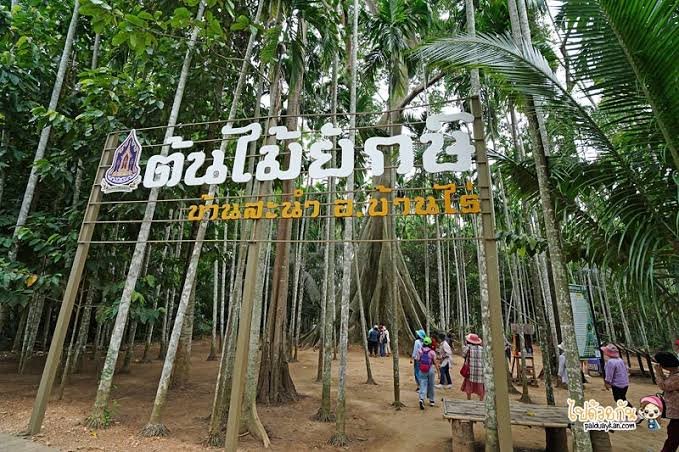 ต้นไม้ยักษ์ บ้านสะนำ
