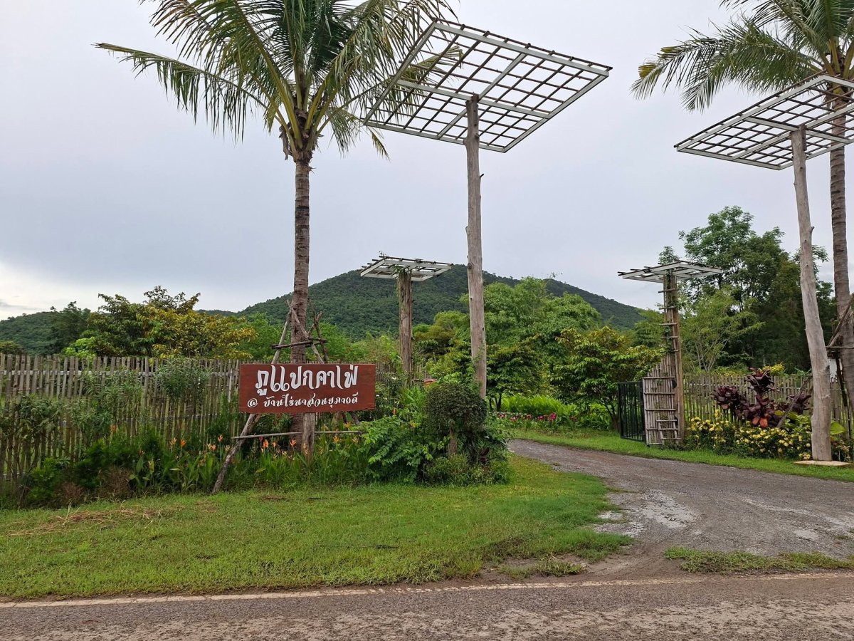 กลุ่มวิสาหกิจชุมชนเกษตรอินทรีย์ ภูแปกคาเฟ่ บ้านสนามชัย หมู่6 ตำบลกุดแห่