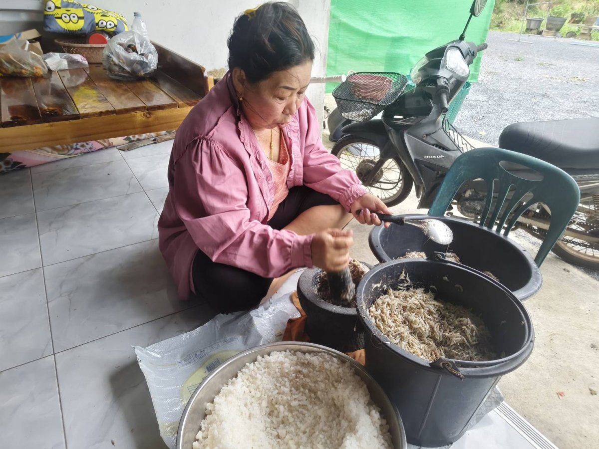 เรียนรู้การทำกะปิ (กุ้งเคย)